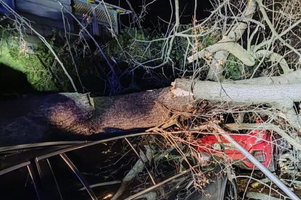 Potężne drzewo runęło na samochód. Radny pyta, czy kontroluje się stan drzew w parku