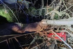 Potężne drzewo runęło na samochód. Radny pyta, czy kontroluje się stan drzew w parku