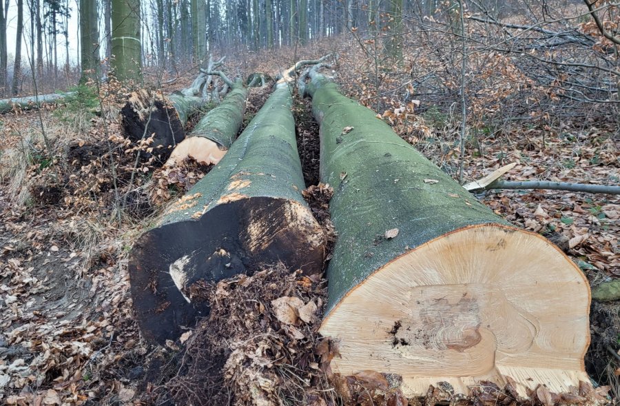Piły w malowniczej dolinie. Ponad stuletnie buki znikają na oczach mieszkańców - foto