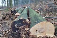 Piły w malowniczej dolinie. Ponad stuletnie buki znikają na oczach mieszkańców - foto