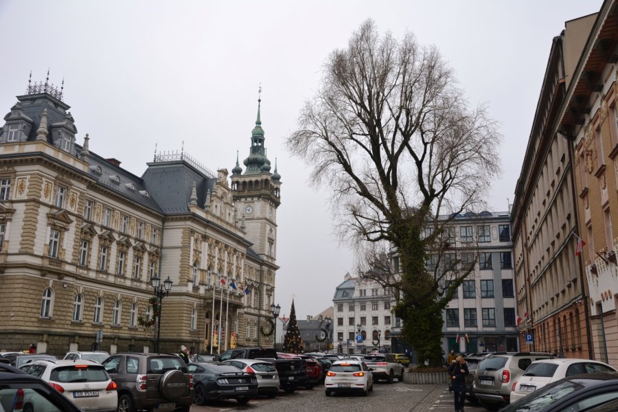 Rośnie w tym miejscu od lat. Okazałe drzewo w centrum miasta zostanie wycięte? - foto