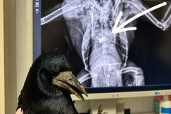 Strach na bielskim osiedlu. Recydywista z wiatrówką strzela do bezbronnych zwierząt? - foto