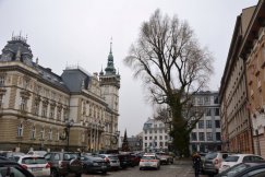 Co dalej z okazałą topolą chińską przed Ratuszem? Jest odpowiedź władz miasta - foto