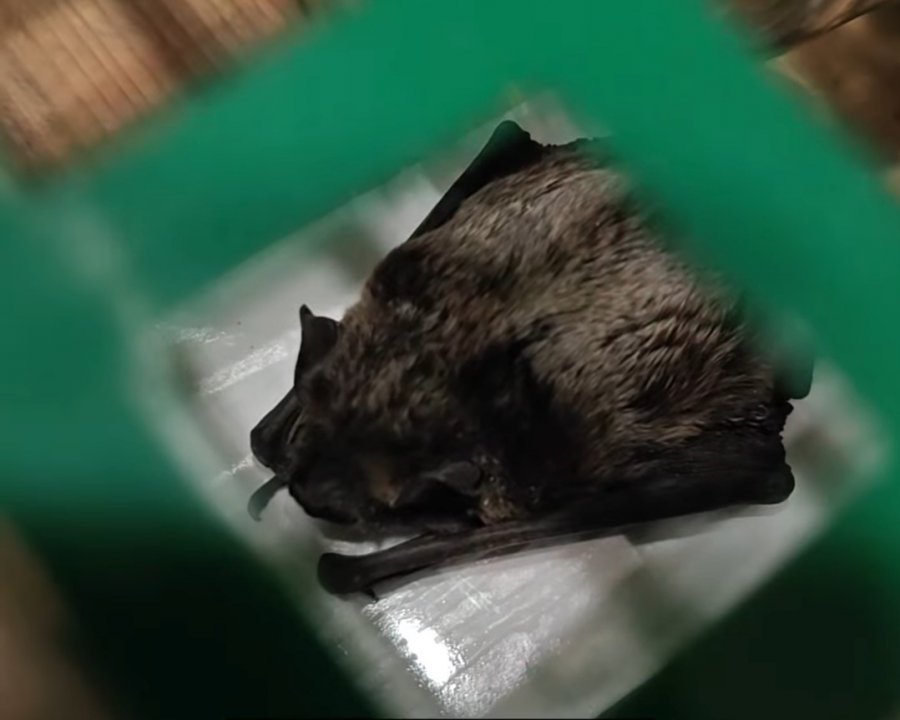 Nocna interwencja na osiedlu Beskidzkim. Nieproszony gość wleciał do mieszkania - foto