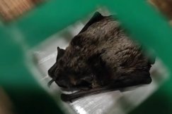 Nocna interwencja na osiedlu Beskidzkim. Nieproszony gość wleciał do mieszkania - foto