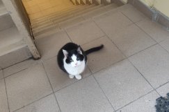 Bielszczanin oburzony działaniem spółdzielni. Poszło o koty, w tle przepisy i bezpieczeństwo - foto