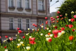 Wiosenna metamorfoza miasta. Tysiące kwiatów rozkwitnie na placach, skwerach i doniach - foto