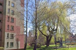Zniknął osiedlowy olbrzym. Mieszkanka zniesmaczona wycinką potężnej wierzby  - foto