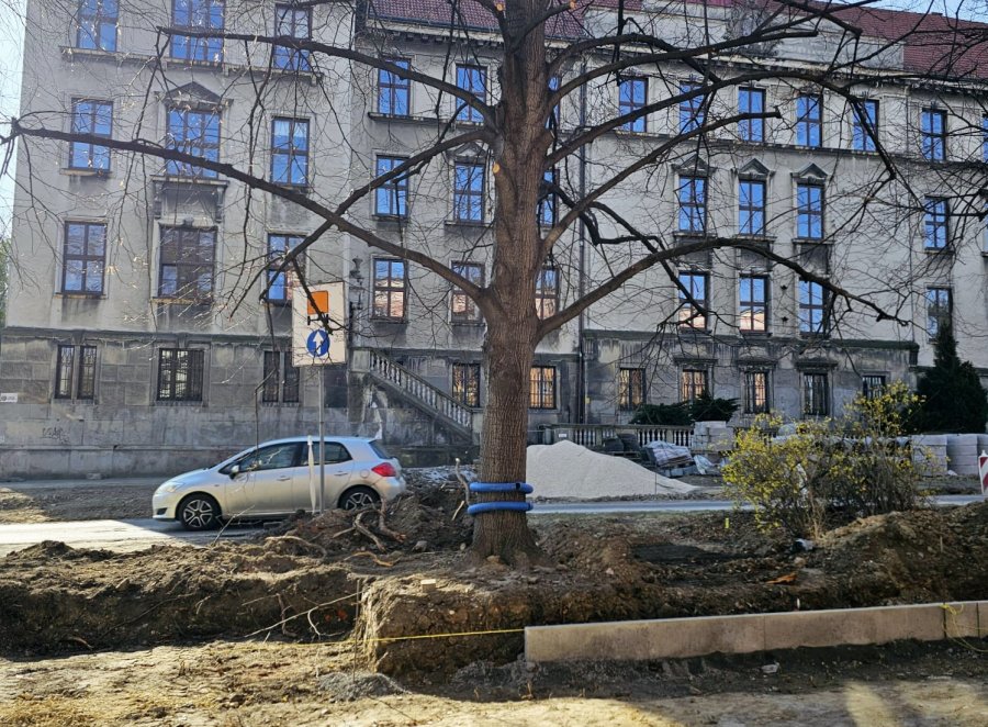 Uratowana przed wycinką, zniszczona przy budowie. Specjalistyczny test oceni stan lipy - foto