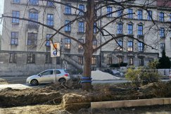 Uratowana przed wycinką, zniszczona przy budowie. Specjalistyczny test oceni stan lipy - foto