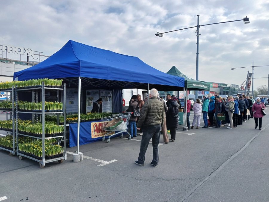 Dziś kolejna odsłona kultowej akcji. W kolejce po sadzonkę ustawiły się tłumy Bielszczan - foto