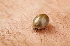 Kleszcze groźne nie tylko w lesie. Alarmujący raport bielskiego sanepidu i duży wzrost zachorowań