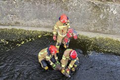 Smutny finał akcji ratunkowej w korycie. Mimo pomocy zwierzę musiało zostać uśpione - foto