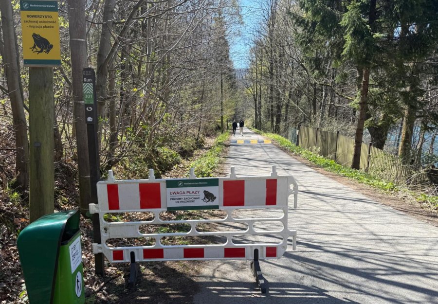 Uważaj pod nogi w Dolinie Wapienicy. Żaby i salamandry ruszyły na miłosne uniesienie - foto