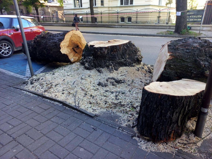 Piły wstrzymane, bo na drzewie było gniazdo z jajami. Inwestor ma zgodę na wycinkę 34 drzew - foto