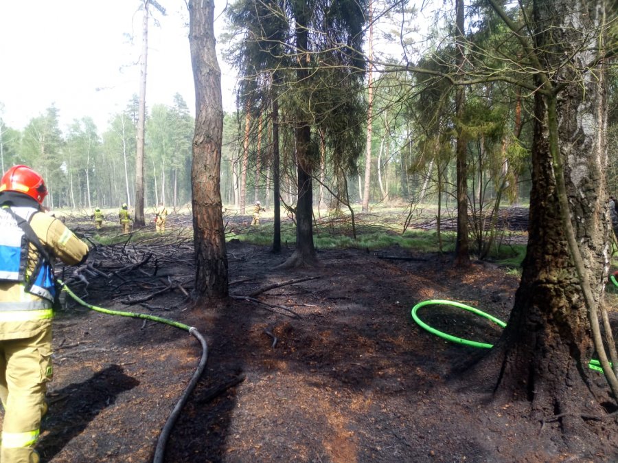 Kolejny niebezpieczny pożar lasu w regionie. 14 zastępów strażaków walczyło z ogniem - foto