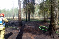 Kolejny niebezpieczny pożar lasu w regionie. 14 zastępów strażaków walczyło z ogniem - foto