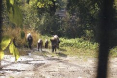Seria interwencji minionej nocy, dziki sieją postrach na osiedlach. Myśliwy znów sięgnie po broń?