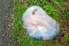 Rozczłonkowane zwierzęta porzucone w reklamówce? Policja dementuje pojawiające się plotki - foto