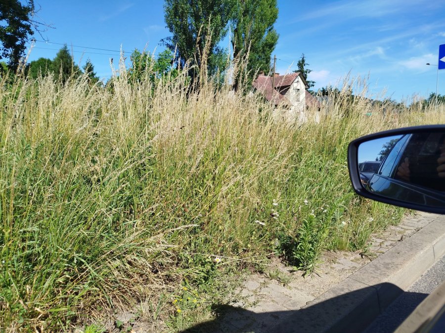 Przetargowy paraliż i bujna trawa zarastająca pas drogowy. Procedury zaskoczyły drogowców? - foto