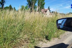 Przetargowy paraliż i bujna trawa zarastająca pas drogowy. Procedury zaskoczyły drogowców? - foto