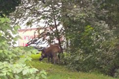 Dzik panoszy się na osiedlu. Spaceruje między blokami, a mieszkańcy czują się zagrożeni - foto