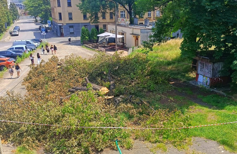 Mieszkańcy poruszeni widokiem w rejonie dworca. Do wycinki przewidziano ponad 900 drzew - foto