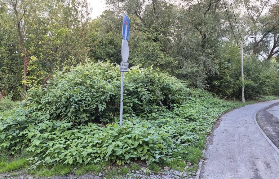 Radni chcą rządowego programu i funduszu. „To gwałtownie narastający problem” - foto