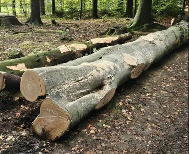 Wycinka w Cygańskim Lesie rodzi pytania. Urzędnicy wyjaśniają, dlaczego usunięto blisko 40 drzew - foto