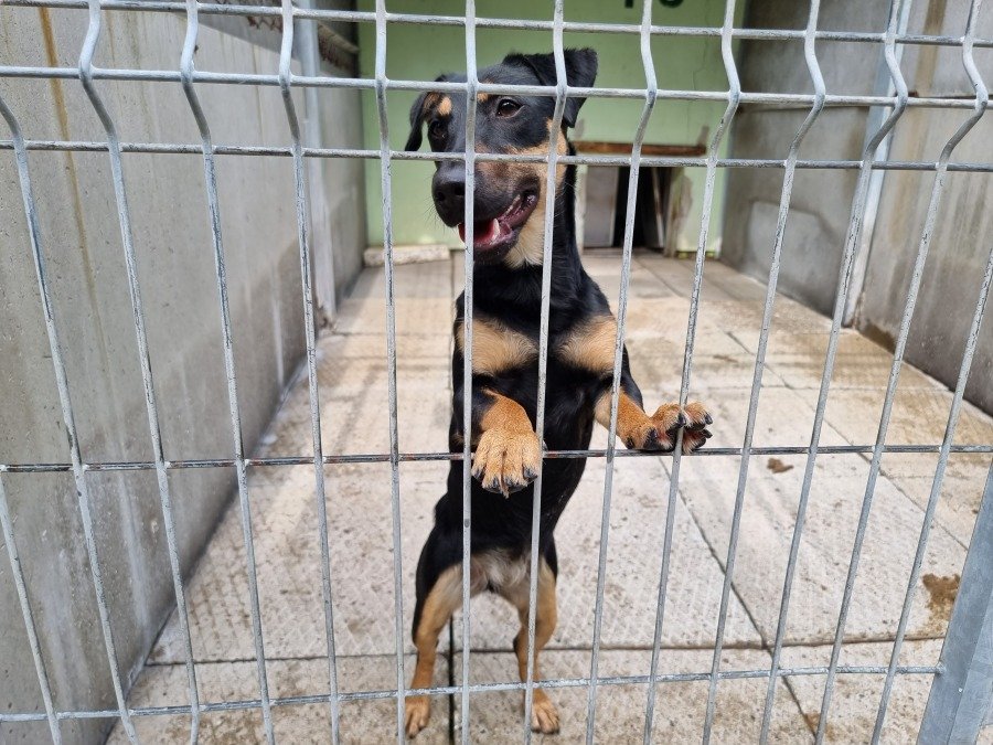 Schronisko otwiera swoje bramy dla mieszkańców. Nie trzeba planować adopcji, by wpaść - foto
