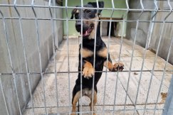 Schronisko otwiera swoje bramy dla mieszkańców. Nie trzeba planować adopcji, by wpaść - foto