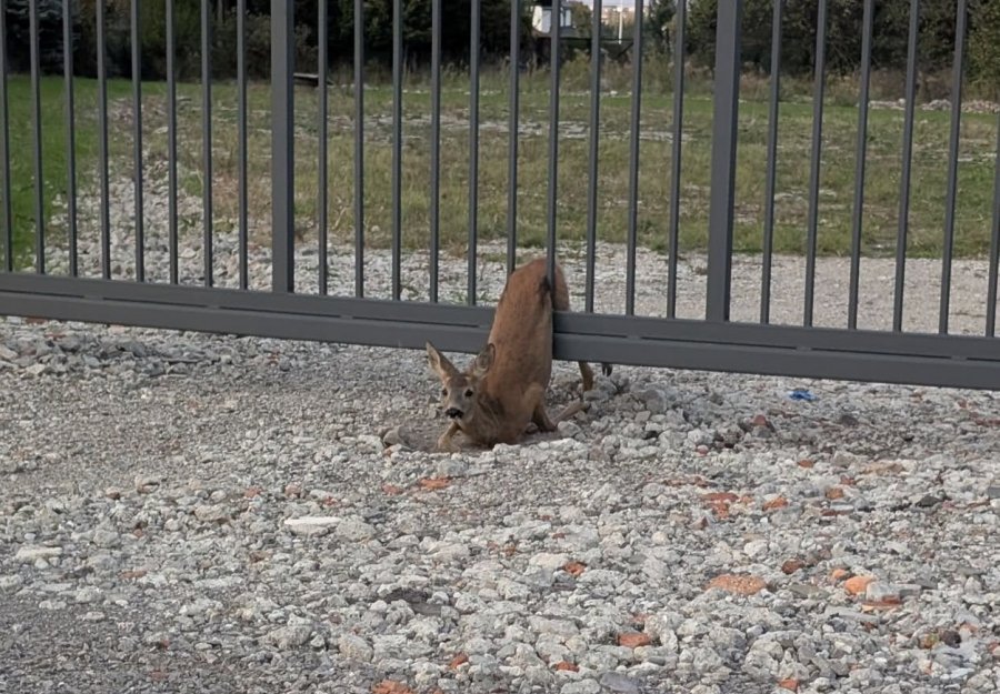 Wystraszone zwierzę w śmiertelnym uścisku. Konieczne okazało się przecięcie przęsła bramy - foto