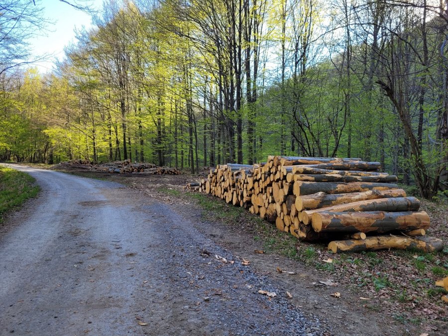 Trzebież pozytywna, ale dla kogo? Dyskusja wokół planowanych prac na Szyndzielni - foto