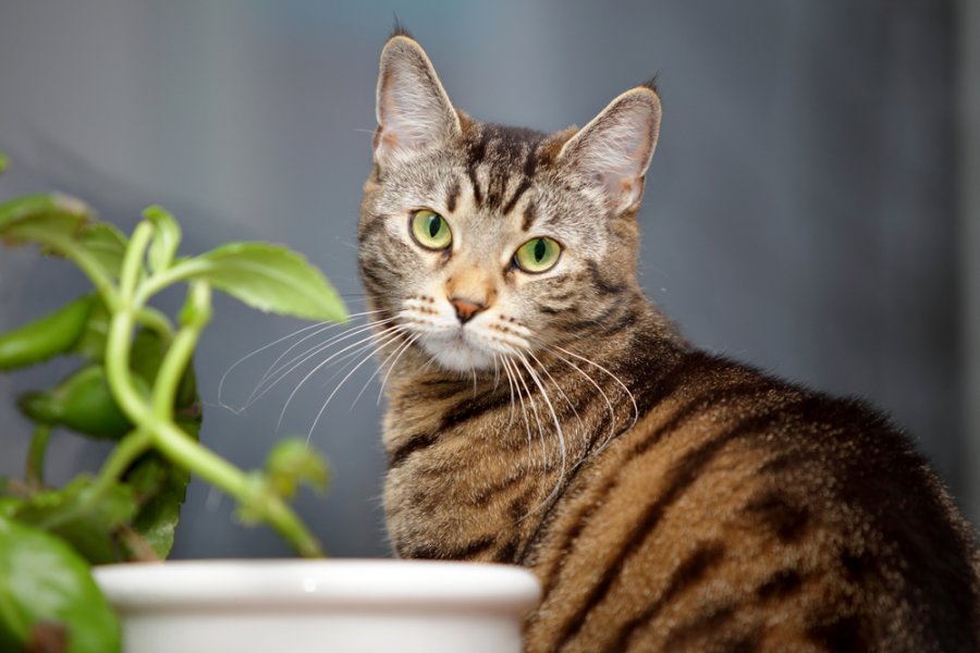 Rośliny bezpieczne dla kota – lista 10 modnych roślin doniczkowych
