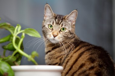 Rośliny bezpieczne dla kota – lista 10 modnych roślin doniczkowych