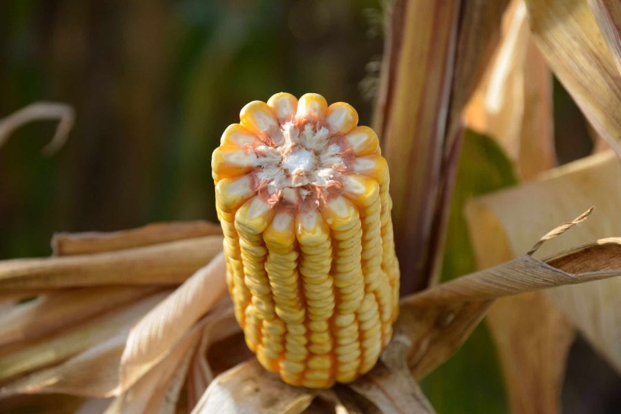 Kukurydza na ziarno - kiedy i jak siać, jakie odmiany wybrać?