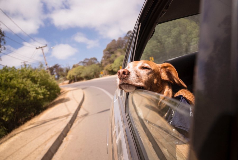 Jak bezpiecznie przewozić psa w samochodzie? Poznaj skuteczne rozwiązanie