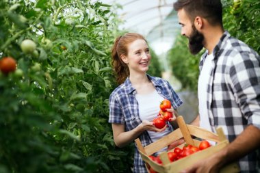 Sadzonki Pomidorów i Papryk - Odkryj Bogatą Ofertę Najwyższej Jakości Sadzonek w Niezłym Ziółku