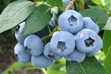Borówki amerykańskie: skarbnica zdrowia i smaku