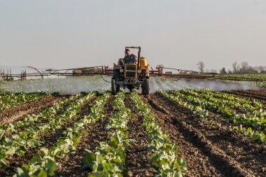 Zwalczanie chwastów jednoliściennych w buraku cukrowym