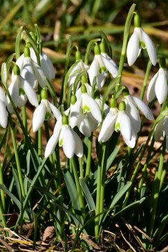 Pstryknij cudną wiosenną fotkę! - TERMIN PRZEDŁUŻONY