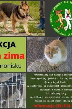 Psie fotki, psia zima