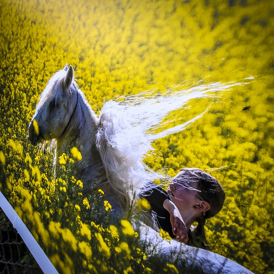 Konie i... fotograficy w rzepaku