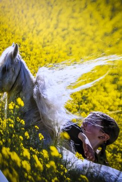 Konie i... fotograficy w rzepaku