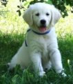 Golden retrievery 9 tygodniowe rodowodoweZKwP