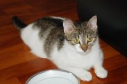 Ofelia - młodziutka śliczna kotka