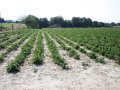 Piękna widokowa działka w Komorowicach, Bestwiń