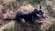 Oddam w dobre ręce
