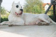 Szczenięta Dog Argentyński