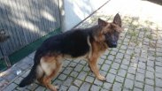 Zaginął Owczarek Niemiecki Podpalany - NAGRODA